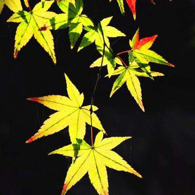 从零开始的异世界生活爱奇艺服下载